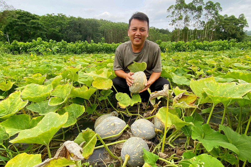 种植户在瓜地察看小南瓜长势。石有勇摄
