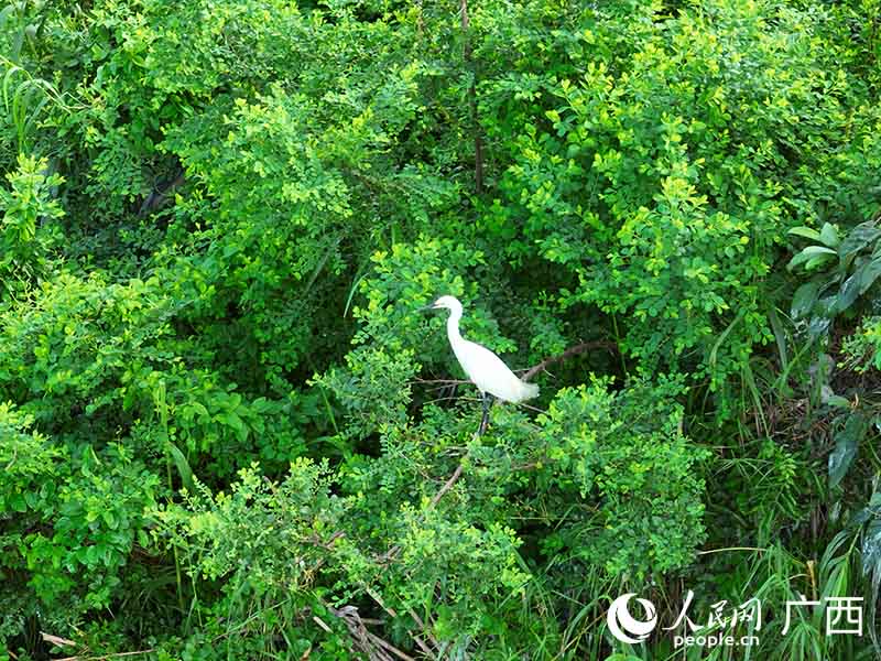 貴港東湖公園湖心島上的候鳥。人民網 付華周攝