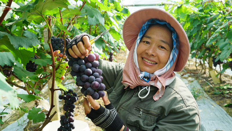 種植戶李娟正忙著採摘新鮮的葡萄。黃桂蘭攝