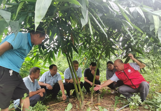 邓荫伟到金宝乡新村麻竹种植基地开展麻竹种植技术培训。