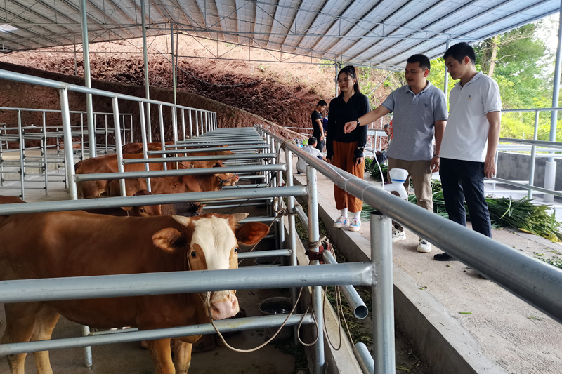 容县大公村养牛场。