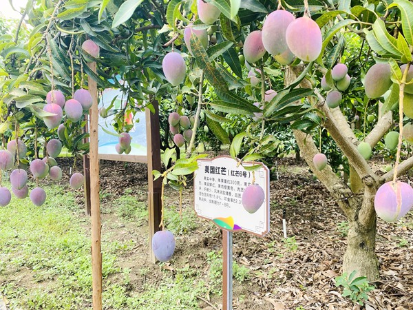 种植园里的美国红芒。.jpg