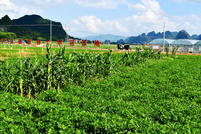 贺州农投产业振兴钟山示范基地。廖超文摄