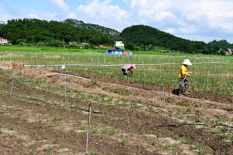 钟山县东融（供港）稻菜产业示范基地。廖超文摄
