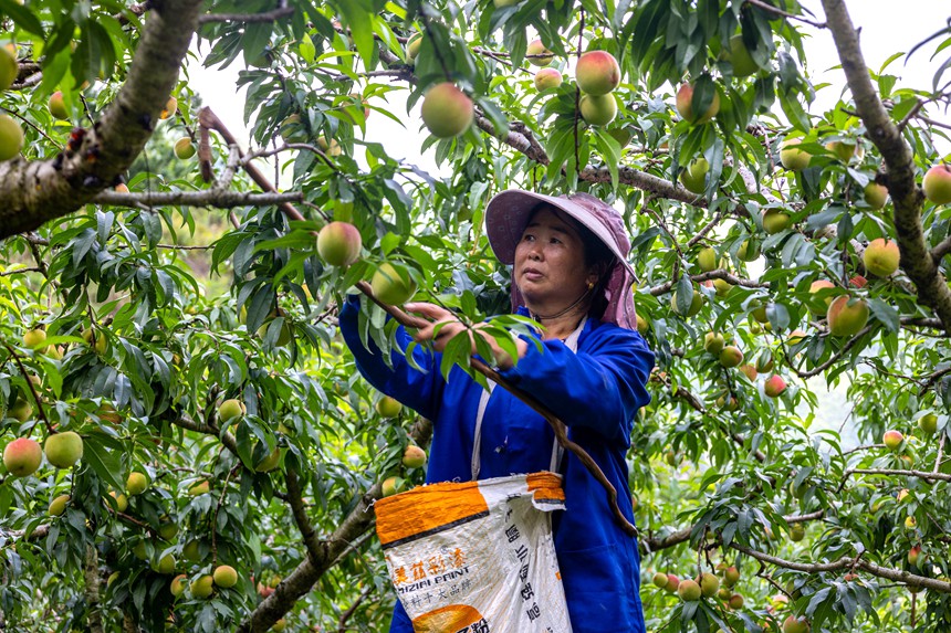 果农们忙着采摘寿桃