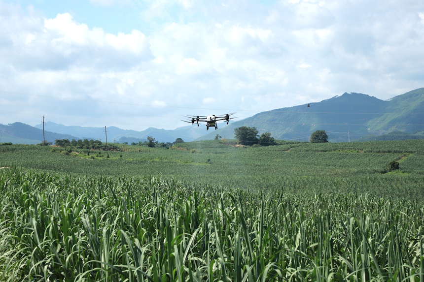 图为无人机正在进行田间施肥作业