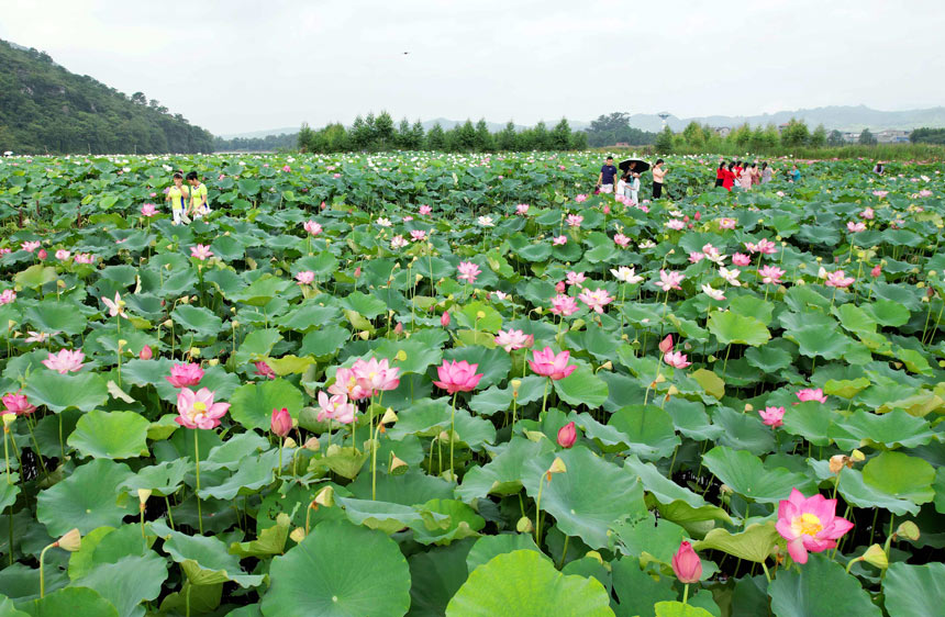 朵朵荷花亭亭玉立。