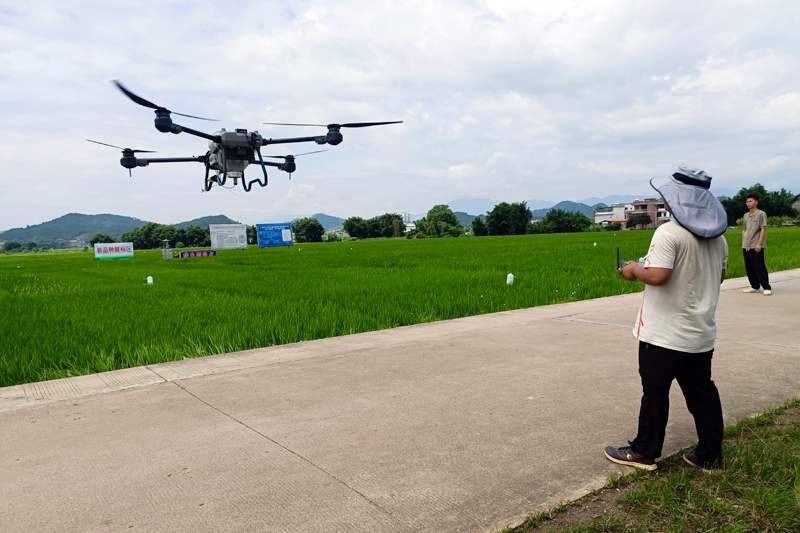 机手在操作无人机喷洒农药