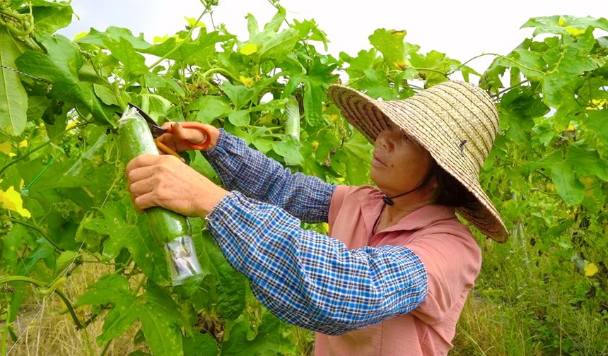 水瓜喜丰收,村民正在忙着采摘。何广应摄