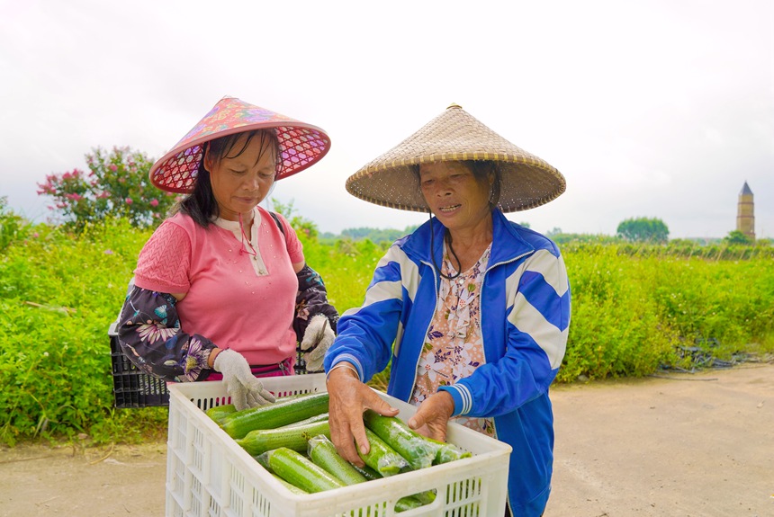 水瓜喜丰收，村民正在忙着装筐。何广应摄