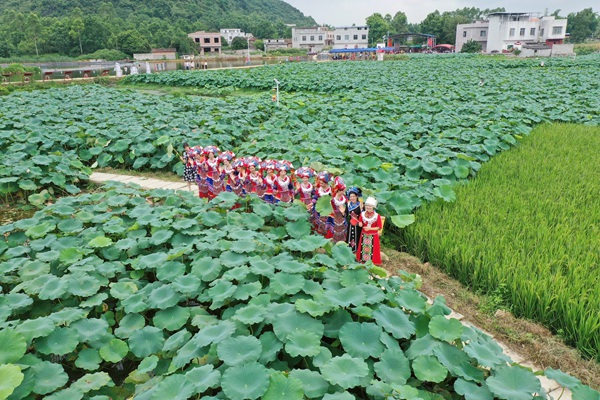 思灵镇平安莲藕基地服装秀现场。廖程摄
