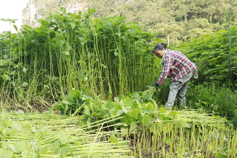 村民们正在收割紫苏。石慧摄