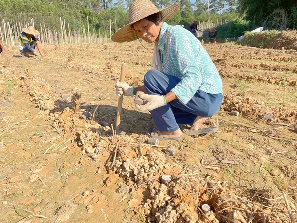 农户正在种植淮山。陆柔宇摄