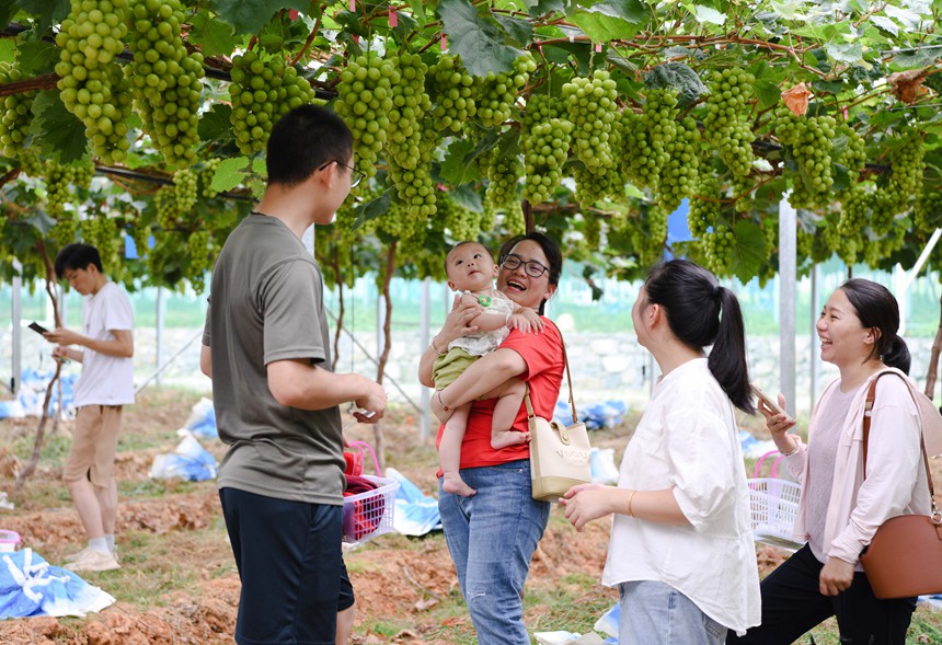 图为游客正在采摘阳光玫瑰葡萄