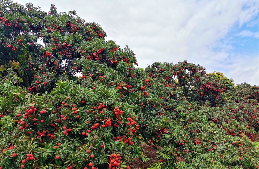 50年樹齡的荔枝樹綴滿紅荔，彰顯出旺盛的生命力。