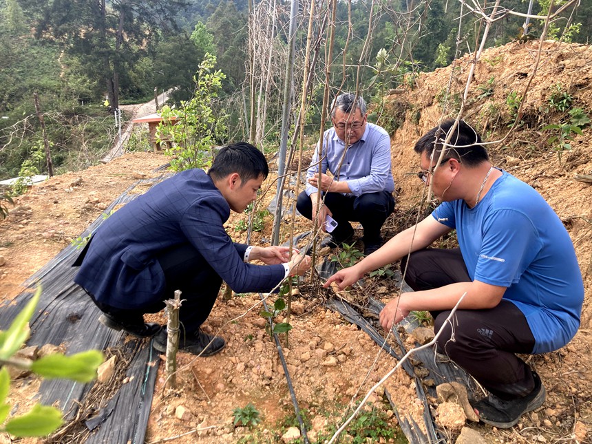岑日就(左)查看油茶基地套种百香果生长情况。德保县委宣传部供图