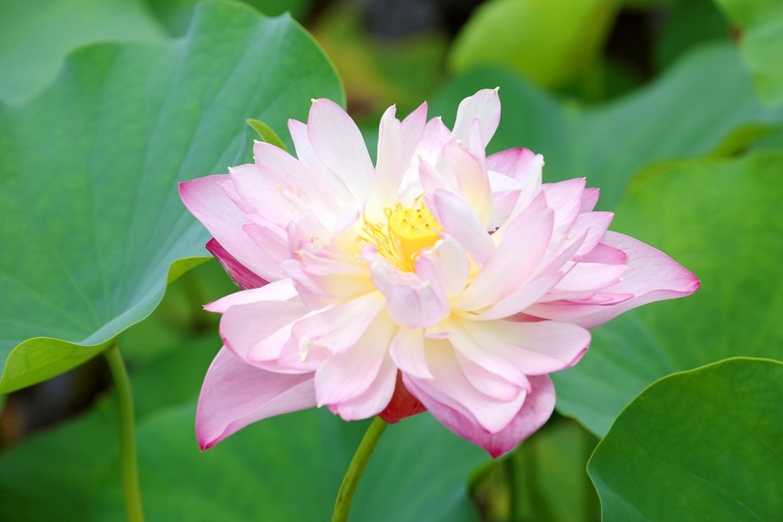 千亩荷花开正艳，“荷”您相约度夏天。
