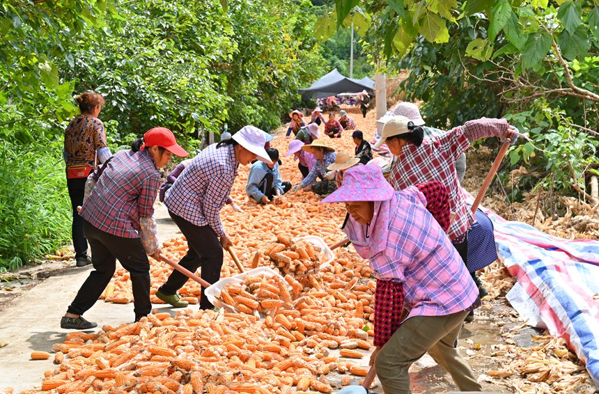 天光晴好日,正是晒粮时。陆丽红摄