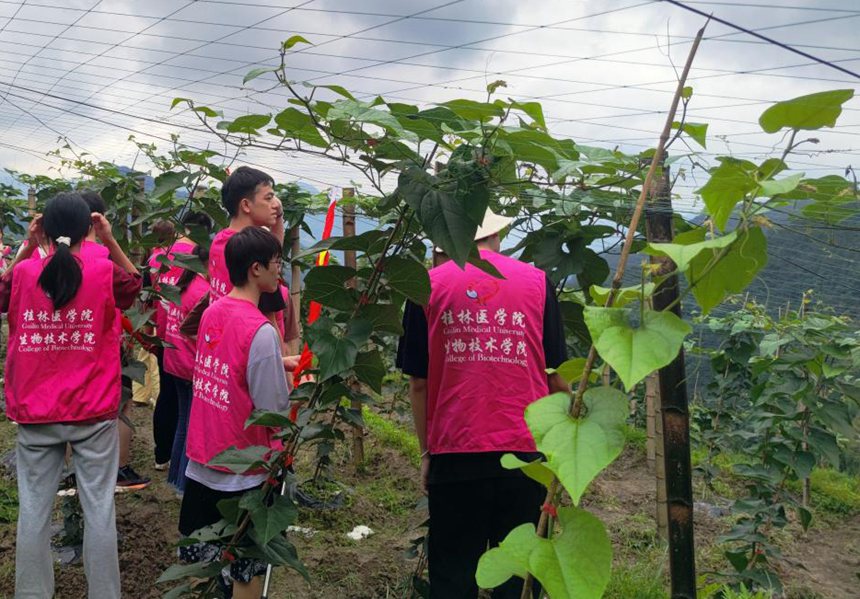 在罗汉果种植地与农户交谈。桂林医学院供图