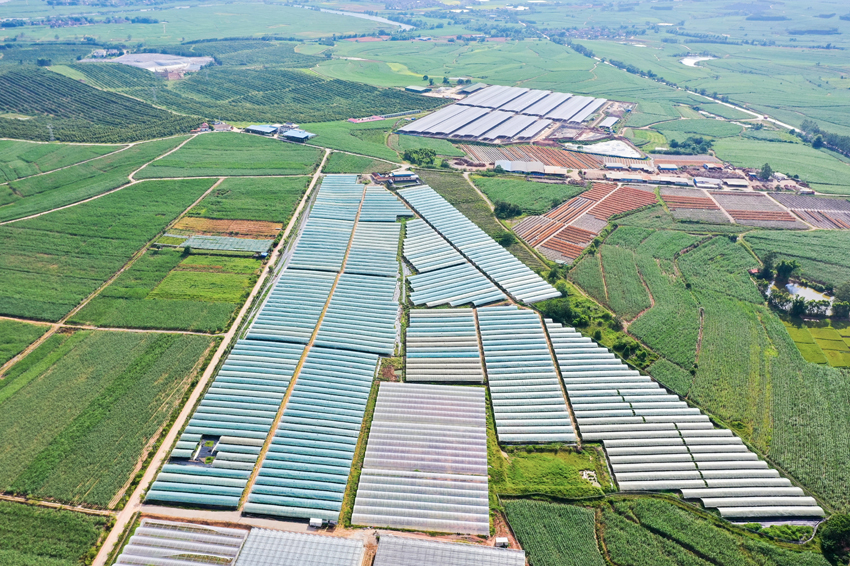 上思县思阳镇明哲村百香果种植基地。