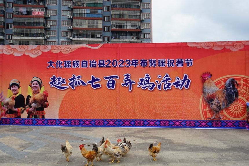 趣抓七百弄鸡活动现场。覃缘摄