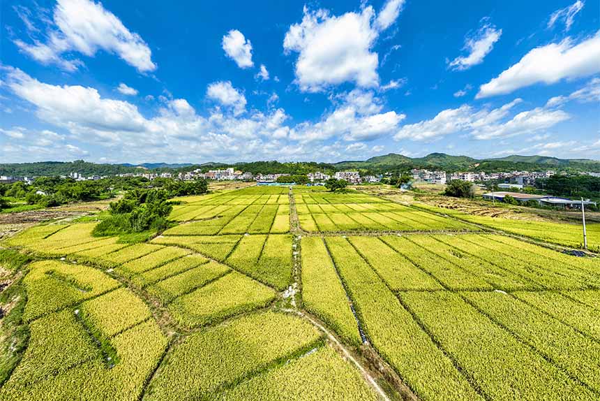 梧州市龙圩区大坡镇的田园。何华文摄