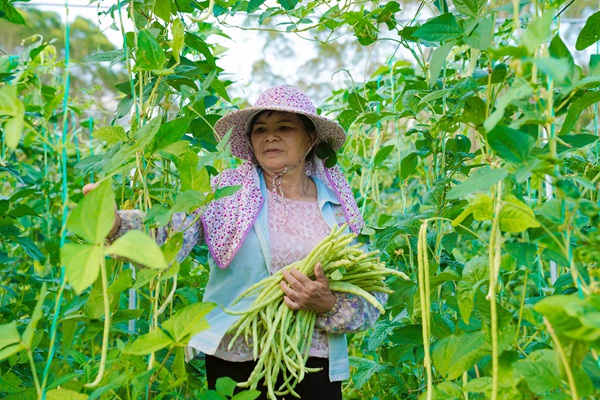 村民正在采摘豆角。何广应摄