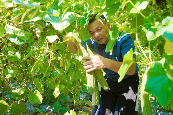 村民正在采摘丝瓜。何广应摄