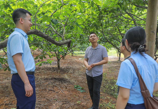桂林銀行走訪調研牛角村柿餅產業。桂林銀行供圖