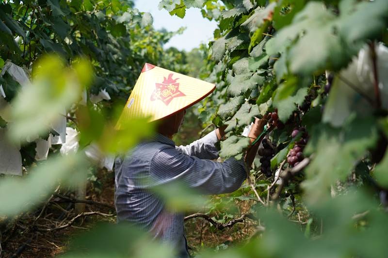 果農正在採摘成熟的葡萄。