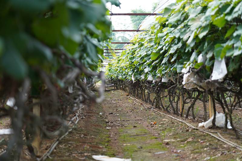 賓陽縣和吉鎮志廣村的葡萄種植基地，今年的巨峰葡萄又迎來豐收季。