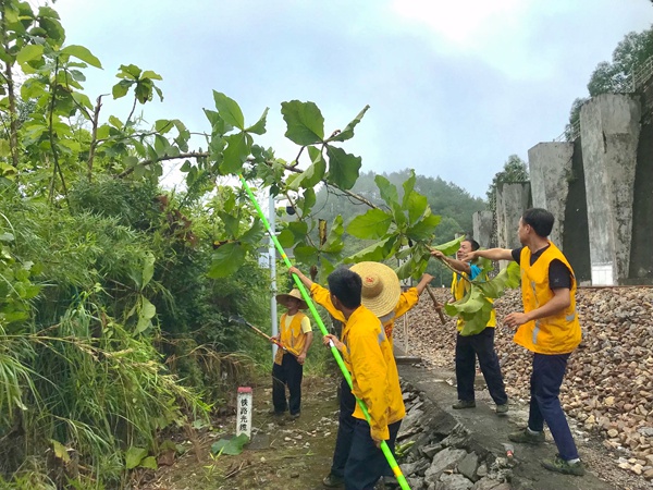 玉林工务段组织车间职工提前砍伐线路危树，防止被台风吹落到线路上。黄正荣摄