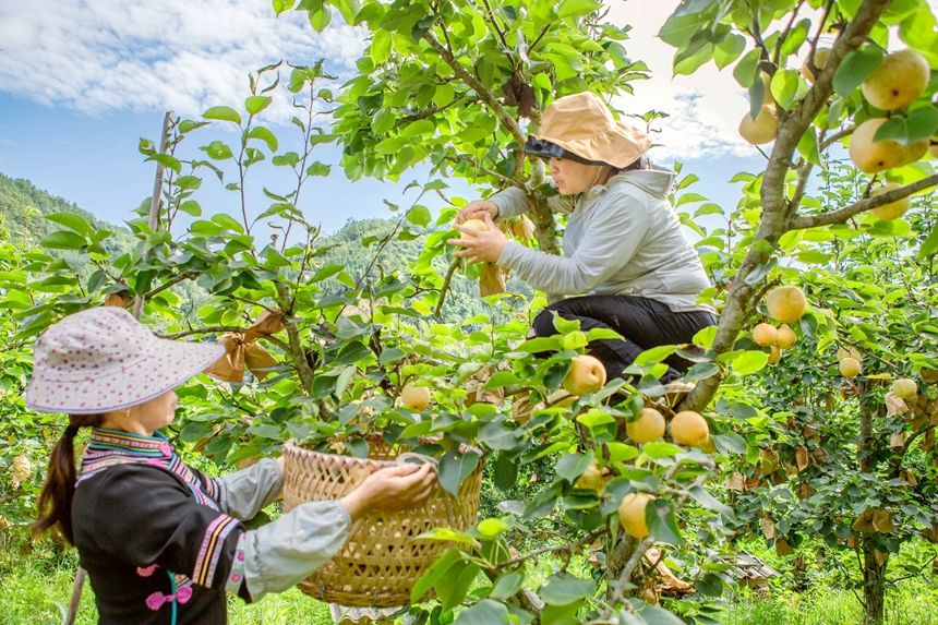 图为群众在采摘桂花梨。李世华摄