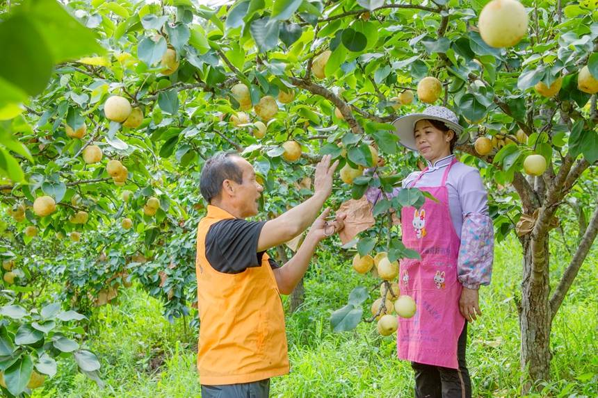 圖為西林縣基層農技員在指導群眾正確採摘桂花梨。李世華攝