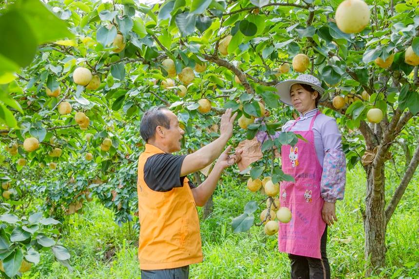 图为西林县基层农技员在指导群众正确采摘桂花梨。李世华摄