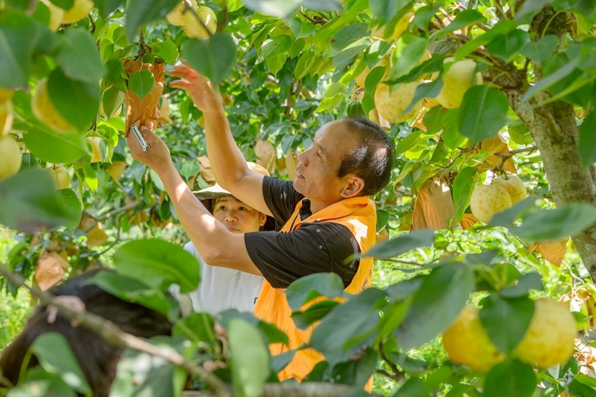 圖為西林縣基層農技員在指導群眾正確採摘桂花梨。李世華攝