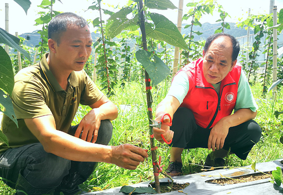 乡村科技特派员陆超正在指导基地负责人严振友和工人们剪枝。