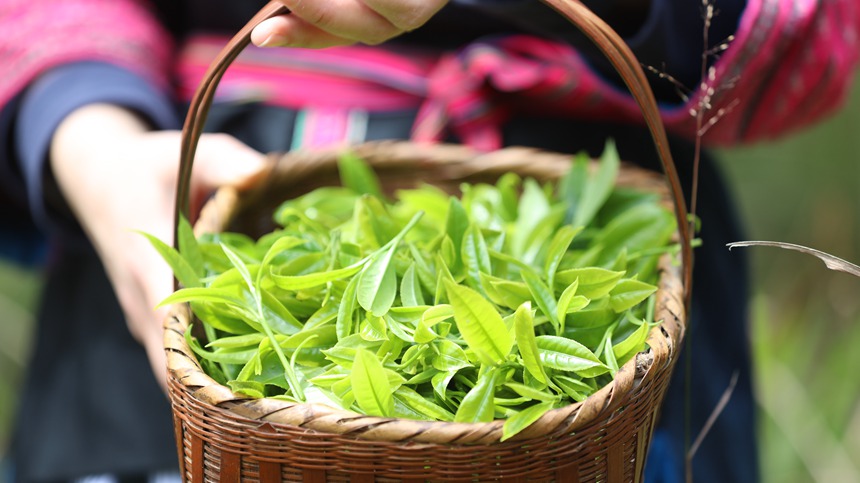 河口瑶乡贡茶