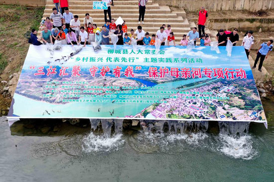 柳城县人大代表在岸上将鱼苗放流河中。覃庆和摄