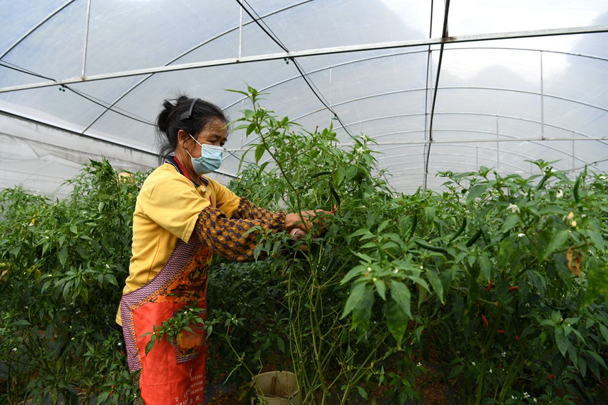 工人正在采摘辣椒。何颖摄