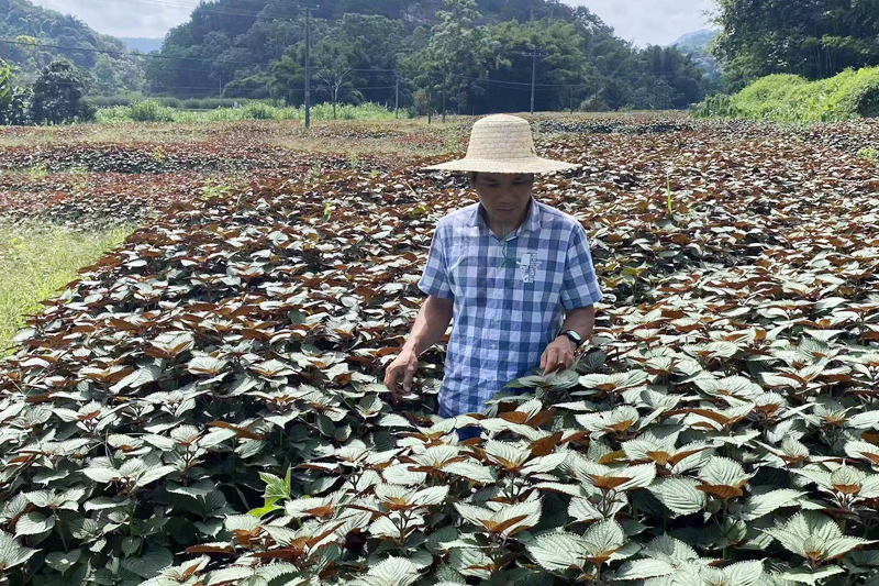 荣丰村经济能人、镇人大代表林成标查看紫苏长势