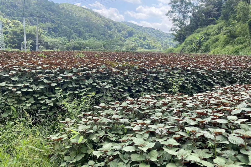 荣丰村紫苏种植园一角