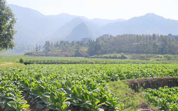 七联村雪茄种植基地。同德乡人民政府供图