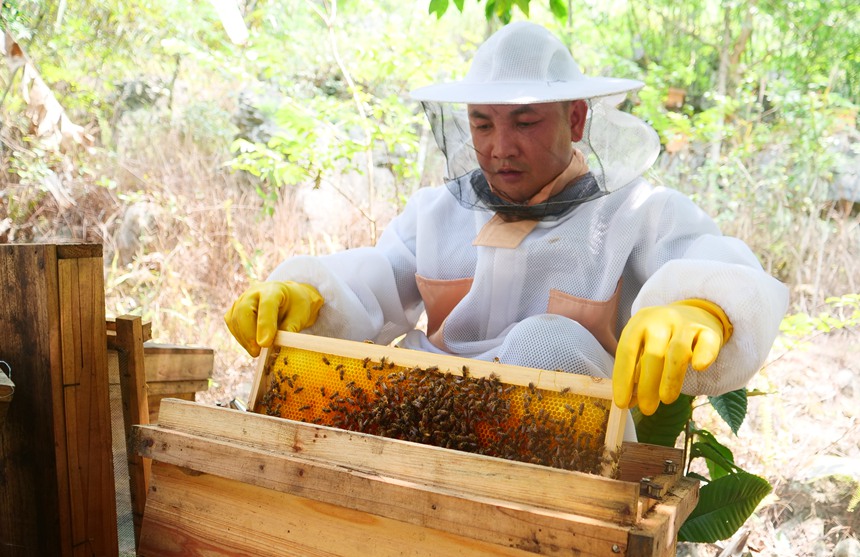 蜂农在采收蜂蜜