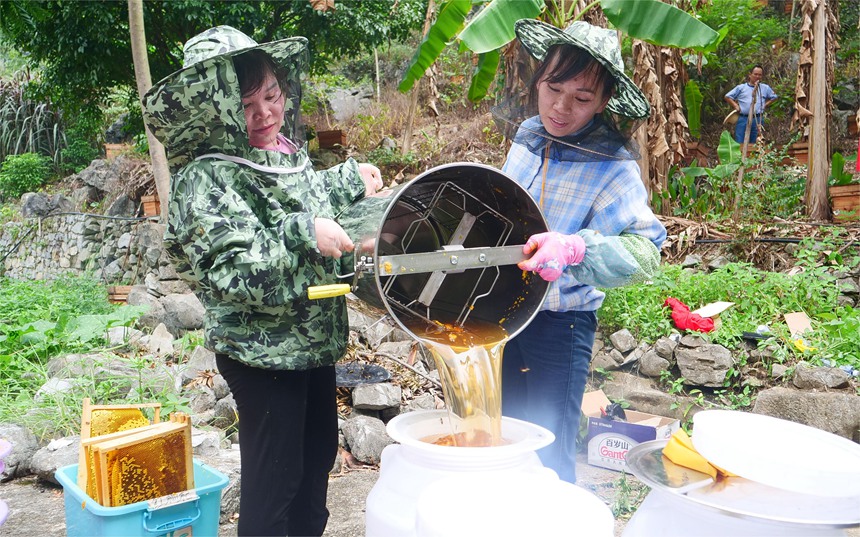 蜂农正在装蜜