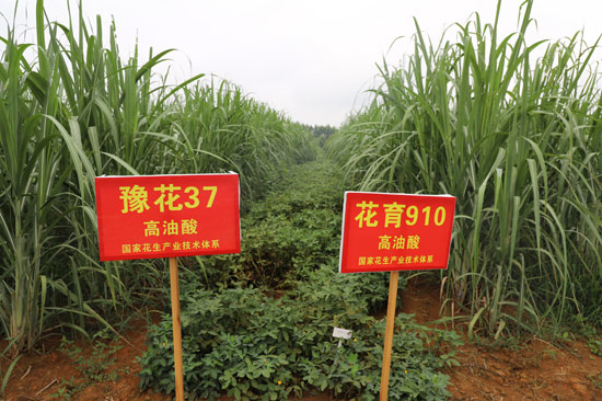 示范基地