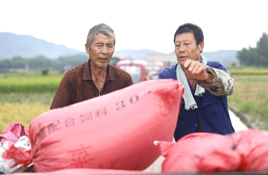 農戶把裝袋的稻谷裝車。