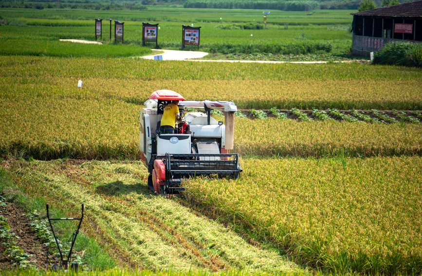 收割機在田間作業。