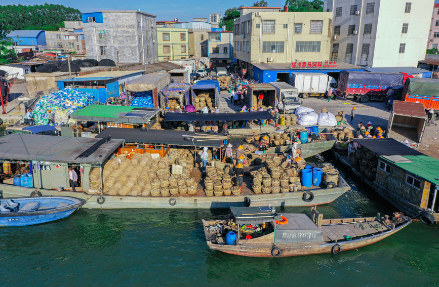 欽州港碼頭熱鬧的生蚝裝卸景象。
