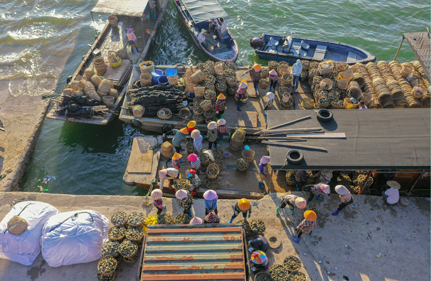 欽州港碼頭熱鬧的生蚝裝卸景象。